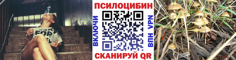 Псилоцибиновые грибы Cubensis  Купить закладки  Горбатов 